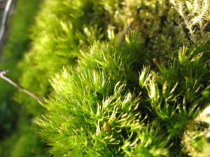 IMG_5754 (2)